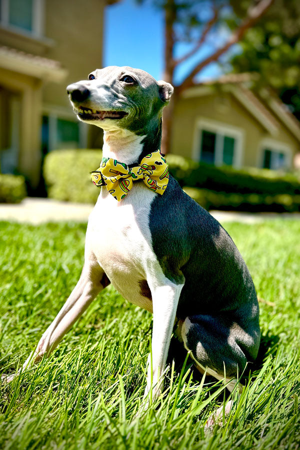 Premium Fiesta Dog Collar with BowTie